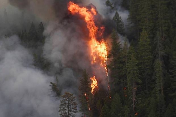 Tree tops torch Wednesday afternoon in the Sierra Nevada as the Highway Fire burns near Washington, California. (AP)