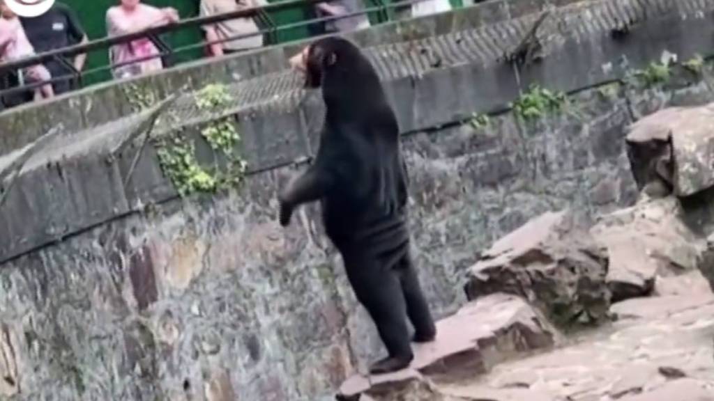 Is it a bear or a human? Viral China video confuses internet - World