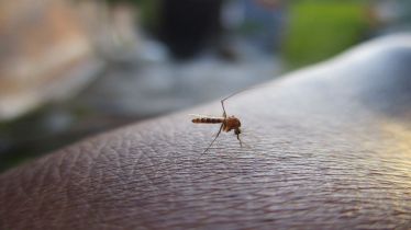 Zika Virus, Zika Virus in Mumbai, Zika Virus in Chembur, Zika Virus symptoms, Zika Virus treatment, healthcare news,