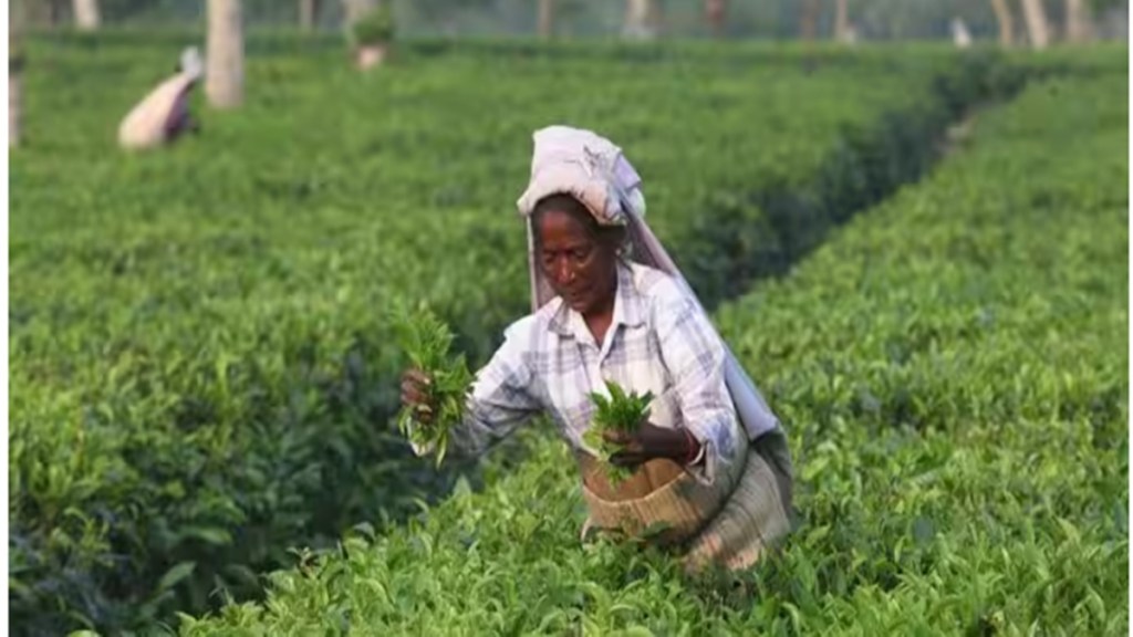 tea, commodities