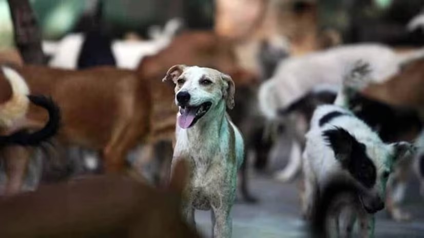 Ghaziabad boy hides dog bite from parents, dies of rabies a month later