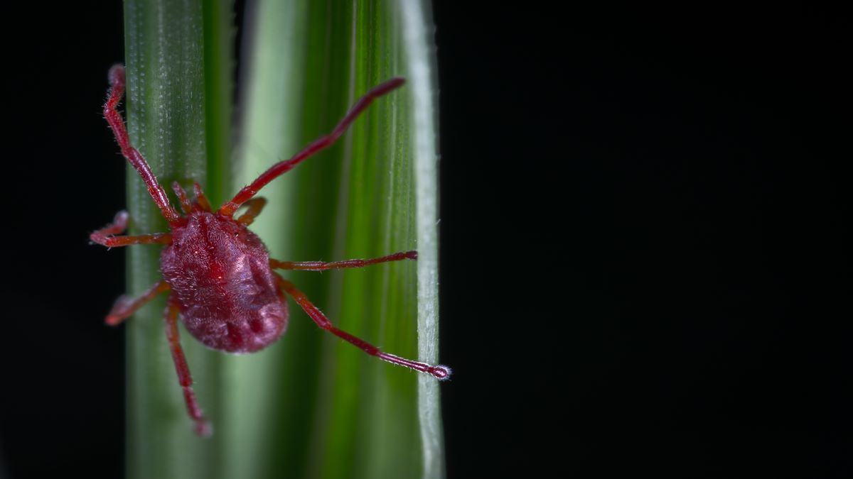 Odisha reports 200 cases of Scrub Typhus so far; Know all about its