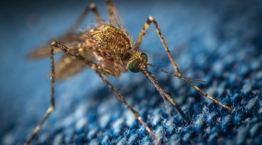 Dengue, Dengue outbreak, Dengue cases, Dengue symptoms, Dengue treatment, healthcare news,