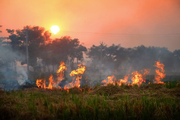 A farmer burns stubble (parali) after to remove paddy crop residues from a field on the outskirts of Amritsar. Surge in farm fires in Punjab and Haryana lead to a spike in the pollution levels in the Delhi-NCR region. (PTI Photo)