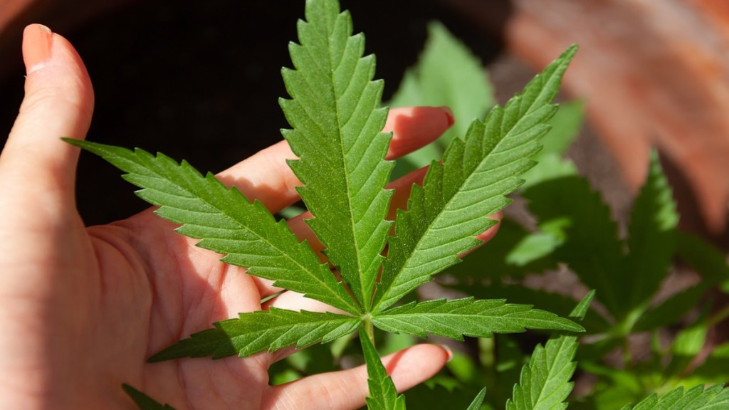Cannarma, venture capital fund, ppioid crisis, sleeping disorders, anxiety, depression, arthritis pain, chronic pain, neuropathic pain, epilepsy, parkinson, cancer.