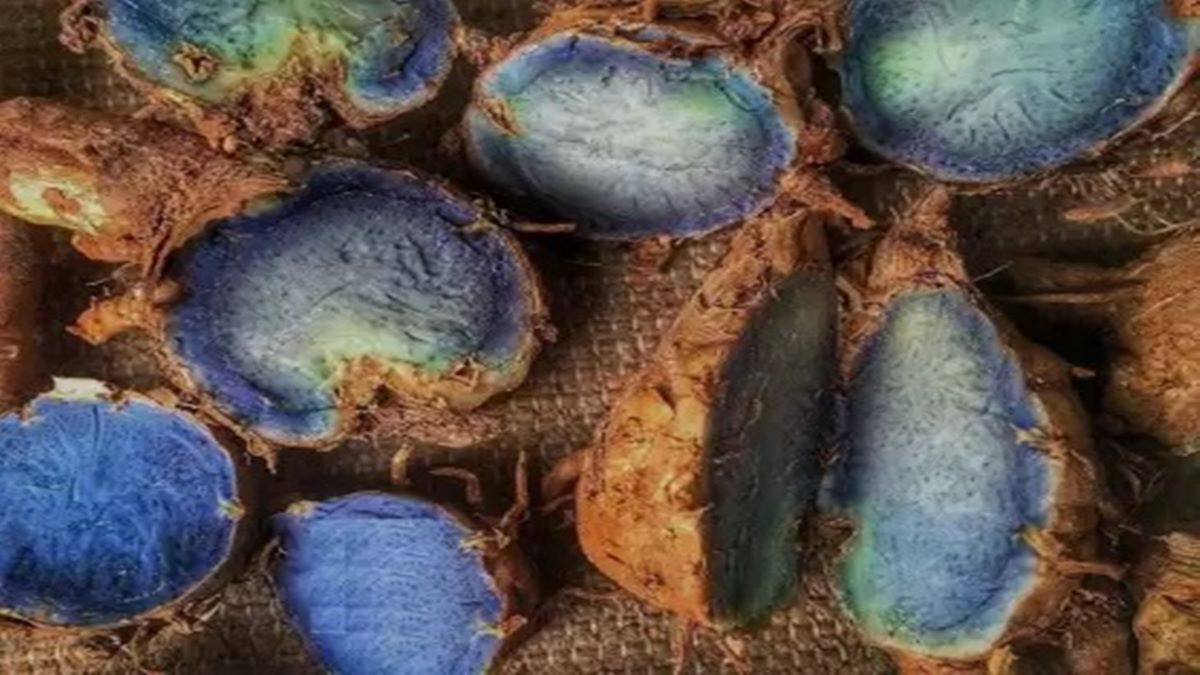 Ever heard of black turmeric? Read on to know all about its benefits