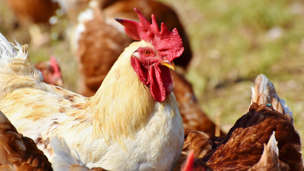 Brazil grapples with massive bird flu outbreak Nearly 1,000 seals, sea