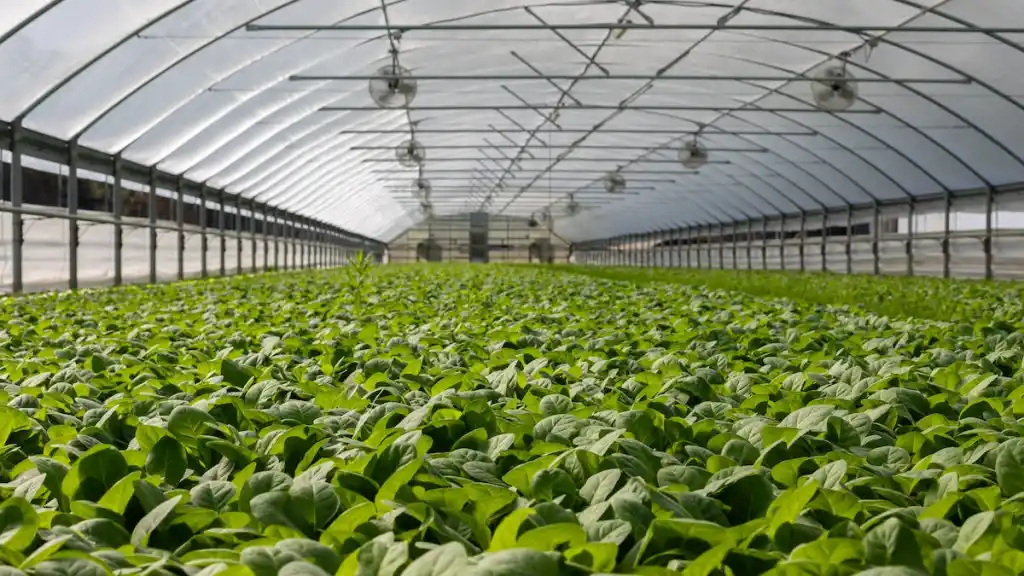 A normal monsoon is a necessary condition for a good agricultural output
