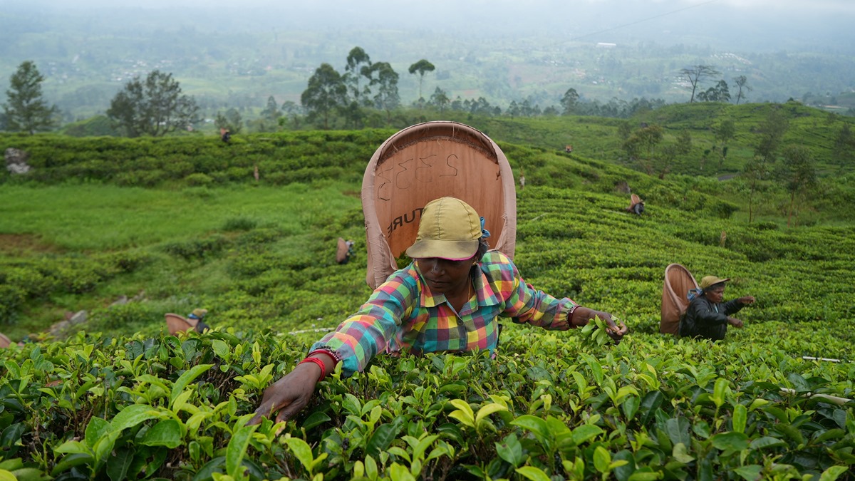 India's tea production rises by 12.06 per cent to 182.84 million kg in