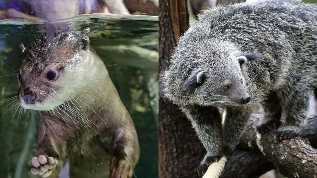 Bearcat and Small-clawed Otter