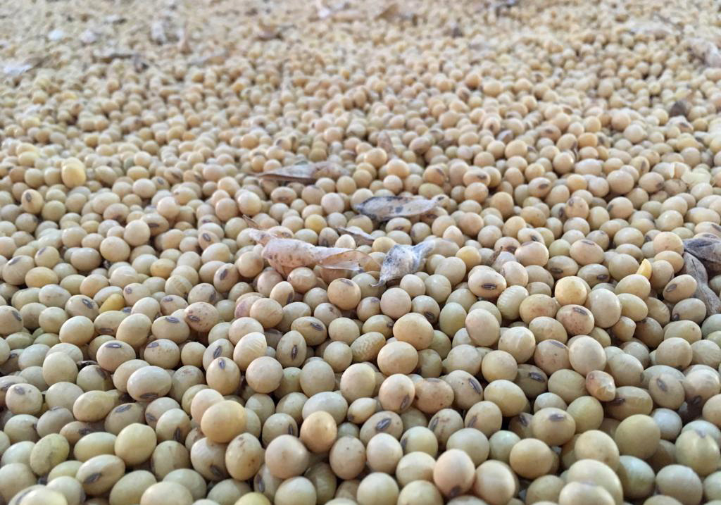 SEA said the country's export of soyameal rose due to price competitiveness (Image/Reuters)