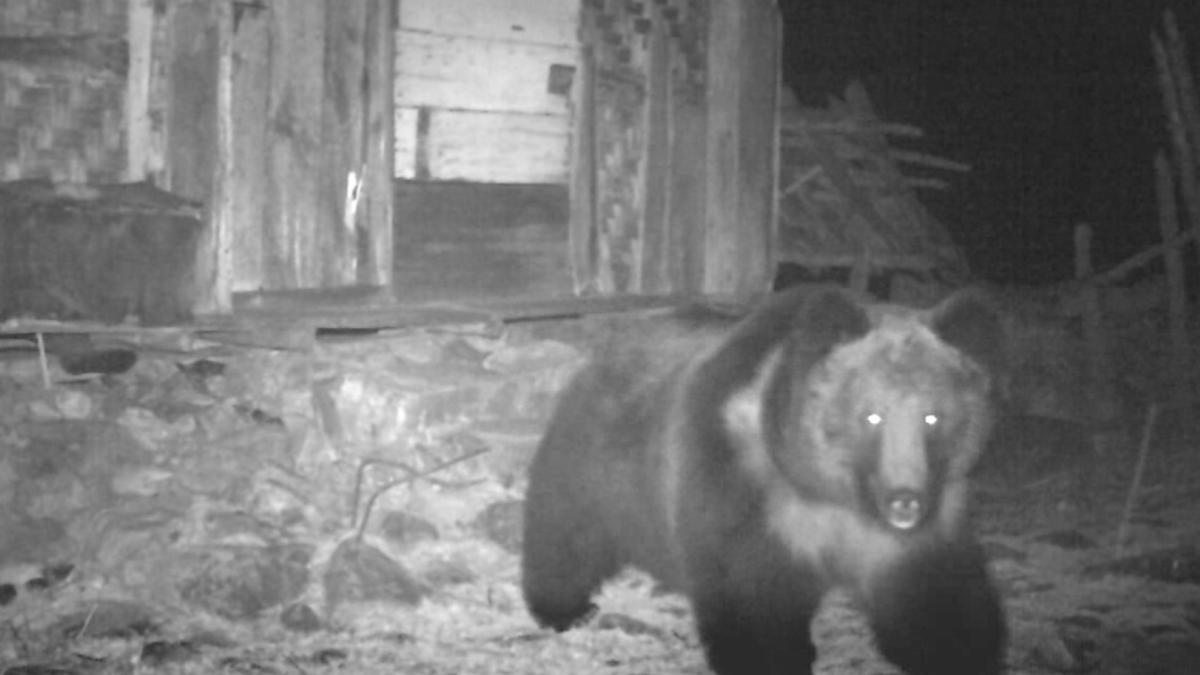 Rare Tibetan brown bear sighted in Sikkim - India News | The Financial