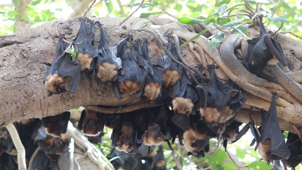 Human trial for deadly Nipah virus vaccine begins at Oxford; Here's