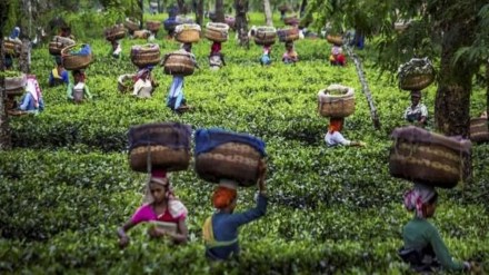 tea production