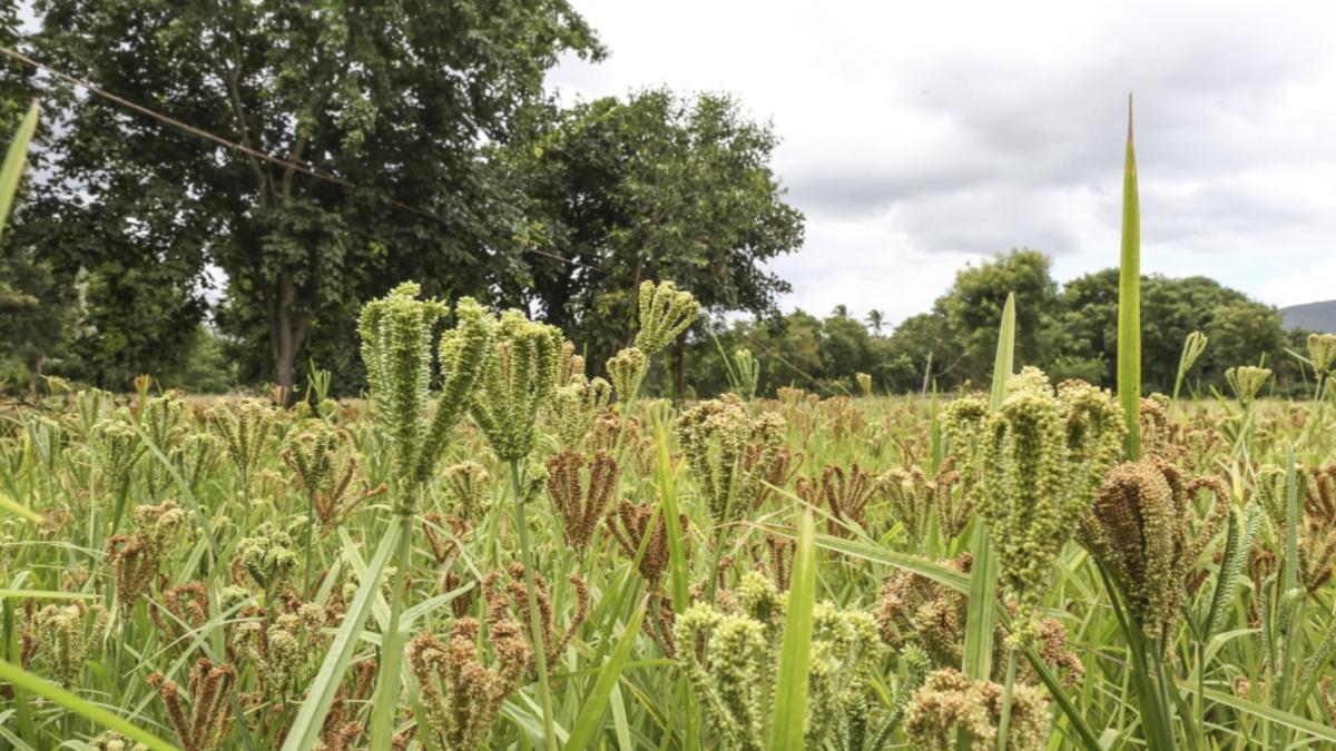 Millet prices rule above MSP on higher demand from food companies