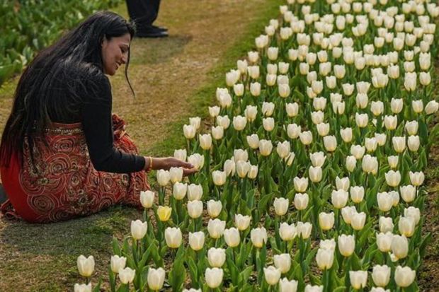 The entry to the festival is free, ensuring accessibility and enjoyment for all. (PTI Photo)