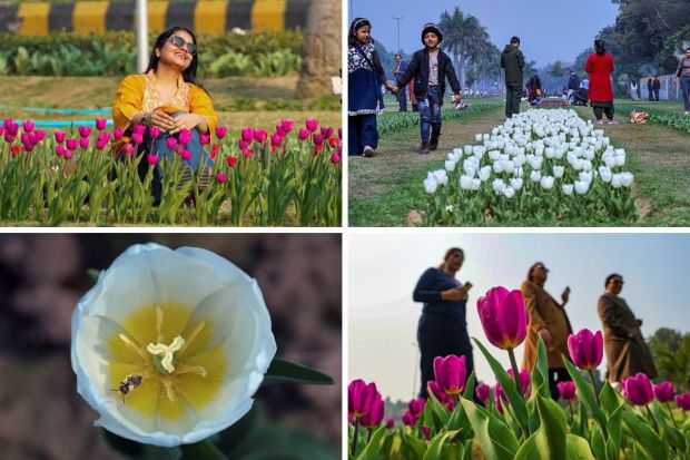 Spring has arrived in Delhi, bringing forth not only delightful weather but also the enchanting Delhi Tulip Festival 2024, a burst of color with over 200,000 tulips adorning the city. (PTI Photo)