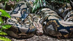anaconda, new anaconda, longest anaconda, giant anaconda, anaconda species