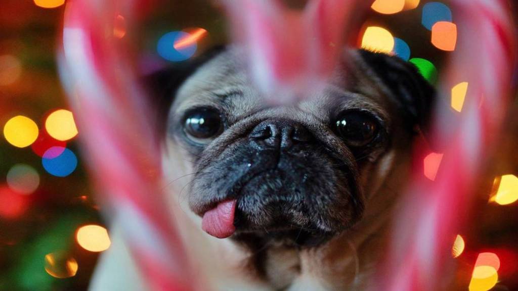 The Wealthy Paws Richest celebrity pets and their net worth