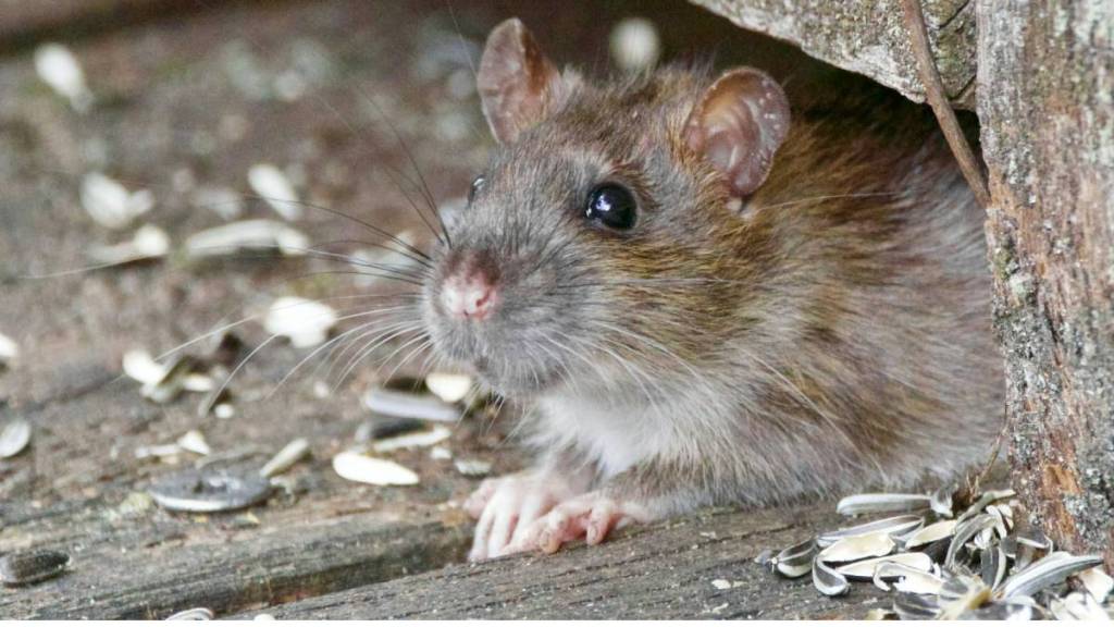 jharkhand, jharkhand drugs, rats blamed for drugs, jharkhand rat news, jharkhand drugs