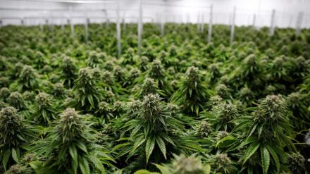 marijuana, marijuana in us, marijuana industry in us, president joe biden, marijuana laws, dea, ganja, weed, world news