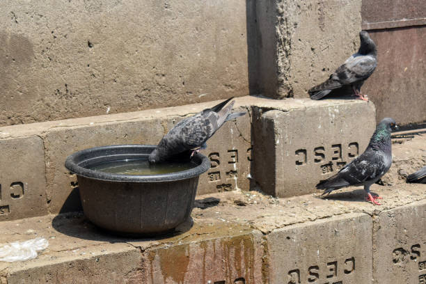 HEATWAVE BIRDS