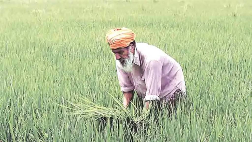 Kharif