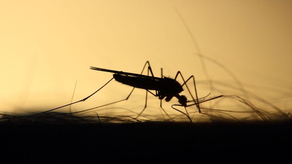 Chikungunya Cases Rise Four Fold in Pune this year