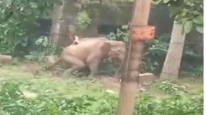 Jhargram tragedy: Death of pregnant elephant by flaming spear sparks outrage Jhargram tragedy: Death of pregnant elephant by flaming spear sparks outrage