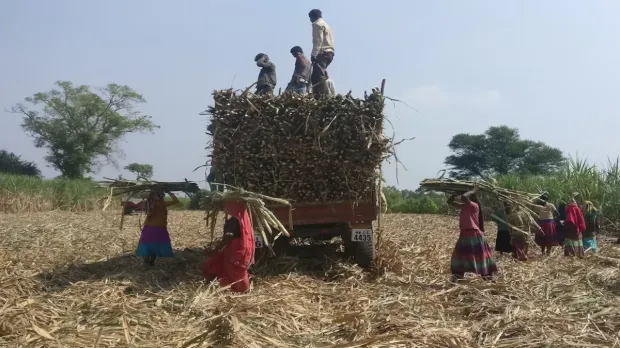 Sugar stocks higher