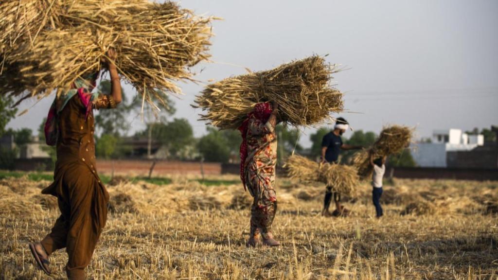 pm kisan, pm kisan yojana, pm kisan samman nidhi yojana, pm kisan ekyc, pm kisan yojana 18th installment