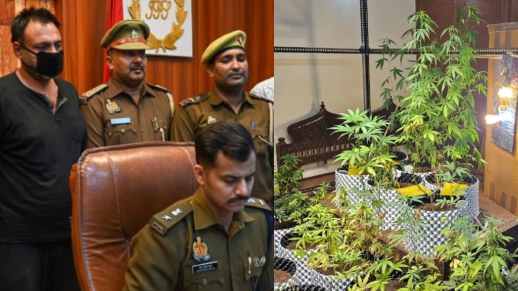 cannabis cultivation in Greater Noida apartment