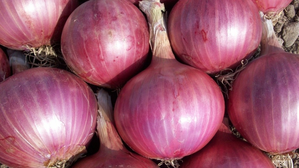 Mandi prices of onion fall 50% over week on fresh arrivals 