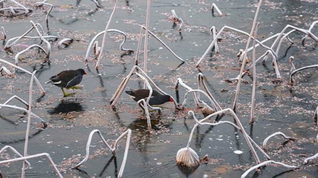 A pair of moorhens navigate the icy expanse of Dal Lake on a frosty winter morning in Srinagar, Saturday, December 21, 2024. The arrival of Chillai Kalan, Kashmir's 40-day spell of the harshest winter, began with a historic chill as Srinagar recorded its coldest December night in 50 years, with temperatures plummeting to a freezing minus 8.5 degrees Celsius, according to the meteorological department. (Photo: PTI)