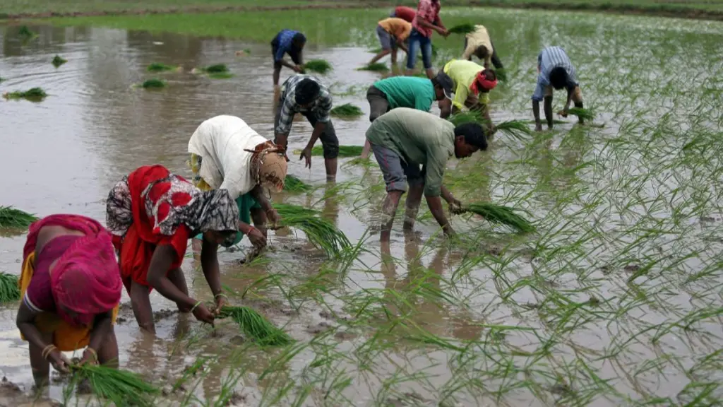 crop survey, pan india crop survey, digital crop estimation, economy