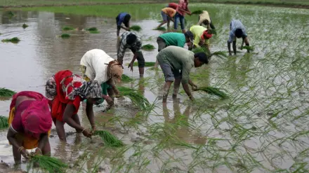 crop survey, pan india crop survey, digital crop estimation, economy