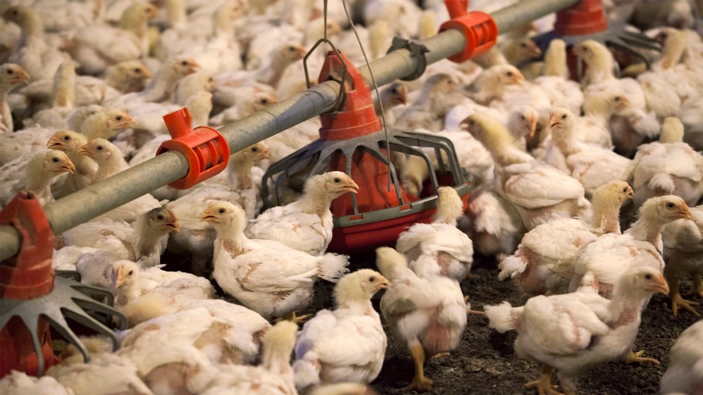 Bird Flu Outbreak in India 7,000 birds culled, 2,000 eggs destroyed in