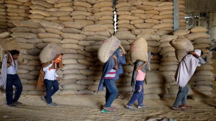 Wheat crop, Economy, minimum support price, MSP, FCI, Indian Agricultural Research Institute