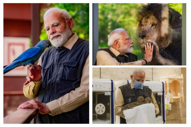 On March 4, PM Narendra Modi inaugurated animal rescue centre, Vantara in Gujarat's Jamnagar. The conversation and rehabilitation efforts are being overlooked by Reliance Industries and the Reliance Foundation. The inauguration was attended by the Ambani family including Chairman Mukesh Ambani with his wife, Nita Ambani. Anant Ambani with his wife, Radhika Merchant were also present during the visit of the premises. PM Modi visited the MRI, CT Scan and ICU facilities as well. Glimpses of heart-warming interactions between the PM and Vantara's rescued animals were shared.