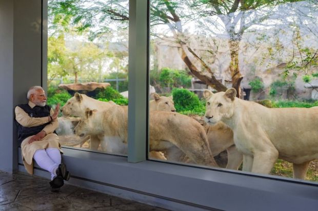 Sitting face to face with a Golden Tiger and four Snow Tigers, PM Modi was told that they were rescued from a circus where they were forced to perform tricks. (Image: PTI)