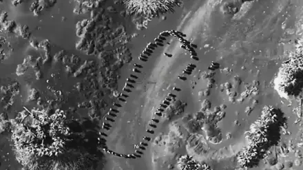 Trump video on Houthi strike