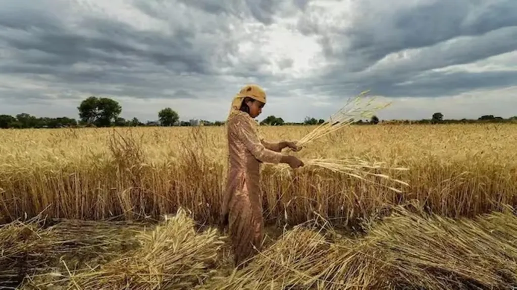 Wheat & cotton prices marginally above the benchmark. (Image Source: PTI)