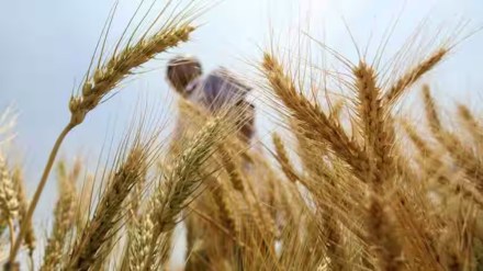 economy, wheat, rice, Oilseeds, pulses, Punjab, survey, agriculture