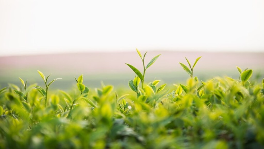 millets, agriculture, msp, Food Corporation of India, FCI, agriculture sector