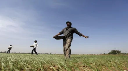 farmers, DAP, economy, agriculture, agriculture sector, di-ammonium phosphate, phosphate