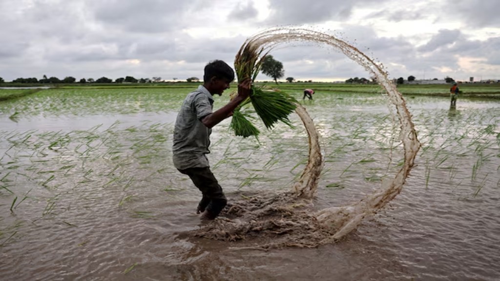 paddy, MSP, farmers, Agriculture, economy, agri-economy,