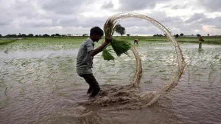 paddy, MSP, farmers, Agriculture, economy, agri-economy,