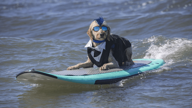 The annual World Dog Surfing Championships are all set to take place in California next month.  A popular yet unique animal water sports event will see pet dogs riding the waves in the Pacific. The contest is scheduled to commence on  August 2 at Linda Mar Beach in Pacifica, near San Francisco.