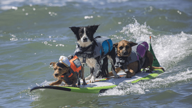 The competition offers multiple categories based on the weight of the dogs where come categories even allow for multiple dogs to compete on a single board.