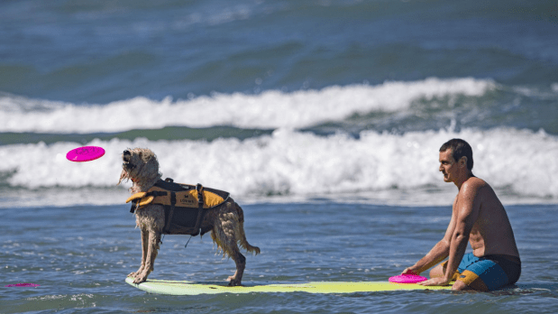Tricks performed by the dogs on the surfboard will obviously be adding bonus points to their scores